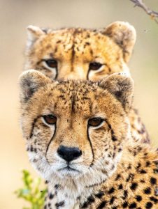 Cheetah safari
