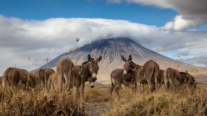 3 days oldonyo lengai trek