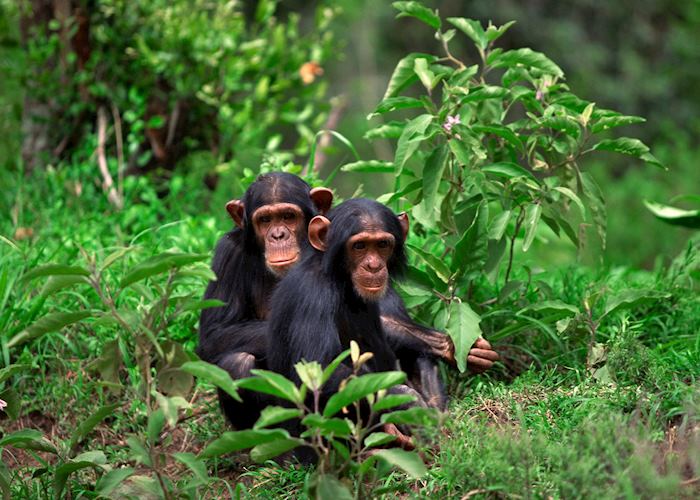 10 days western Tanzania safari