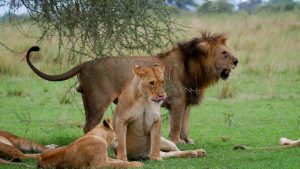 Tanzania safari destinations