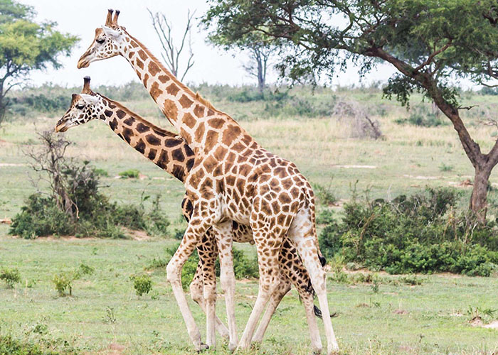 2 days Tanzania safari