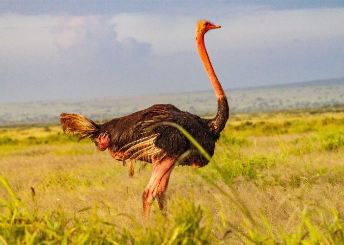3 days Tanzania safari