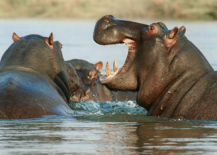 3 day wildlife safari