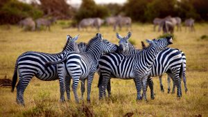 4 days Tanzania safari