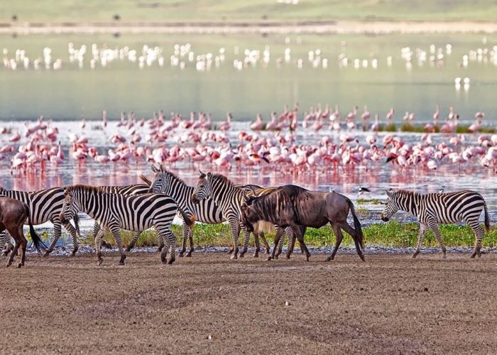 4 days Tanzania safari