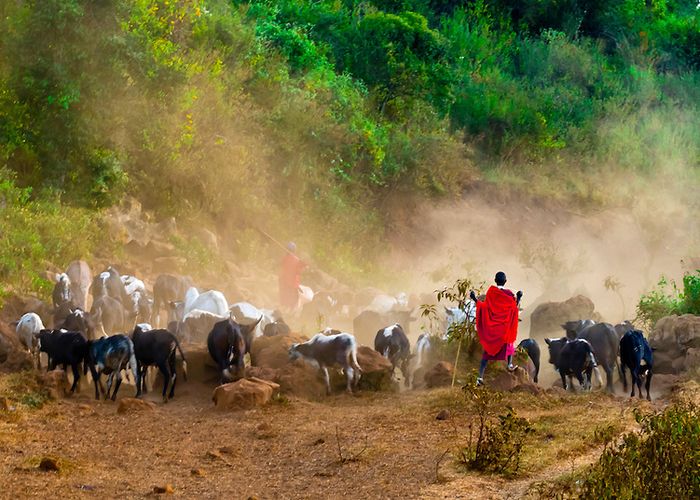 Tanzania wildlife and cultural safari