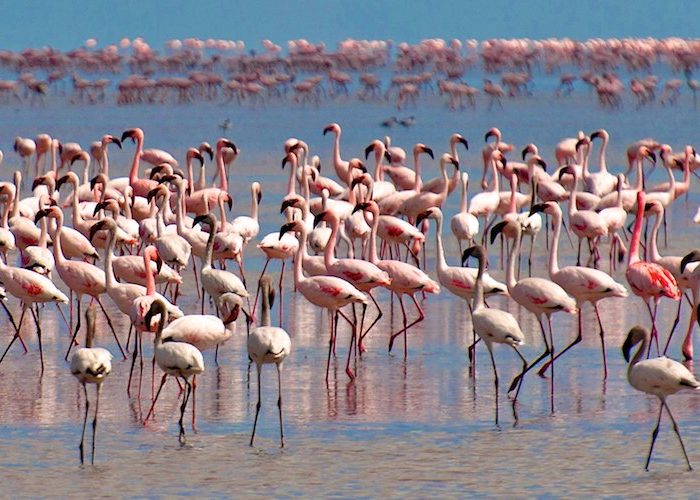 lake Manyara National Park