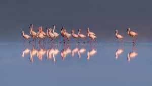 lake Natron