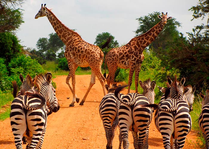 Mkomazi National Park