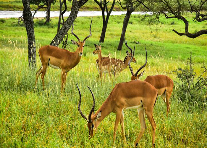 mkomazi