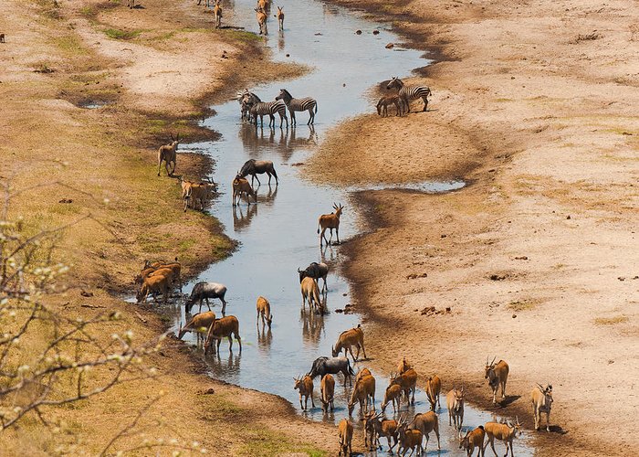 Tarangire River
