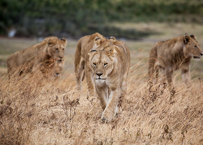 Serengeti national park