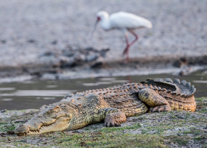 safari in southern Tanzania