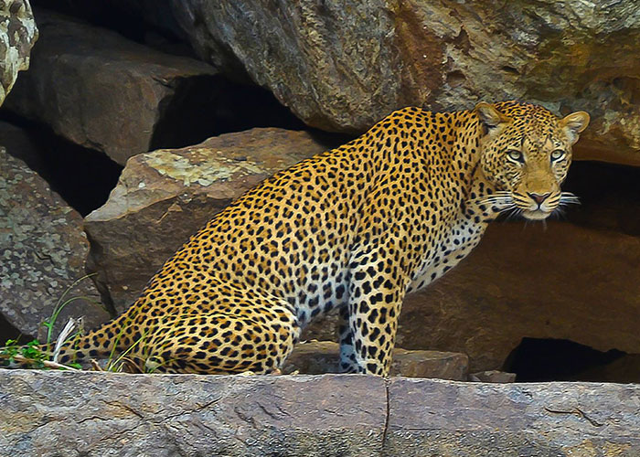 Southern Tanzania safari