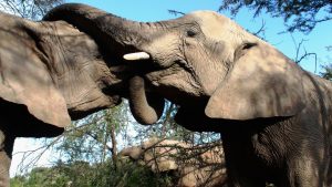 tarangire National Park Day Trip