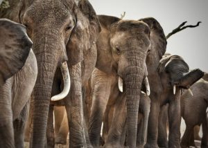 Tarangire National Park