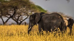 Tanzania Safari Tours