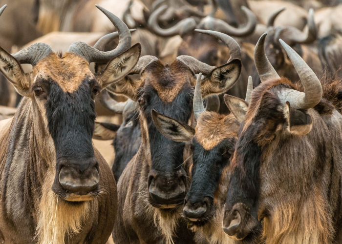 Migration wildebeest safari
