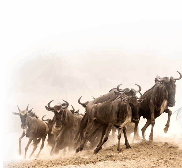 serengeti safaris