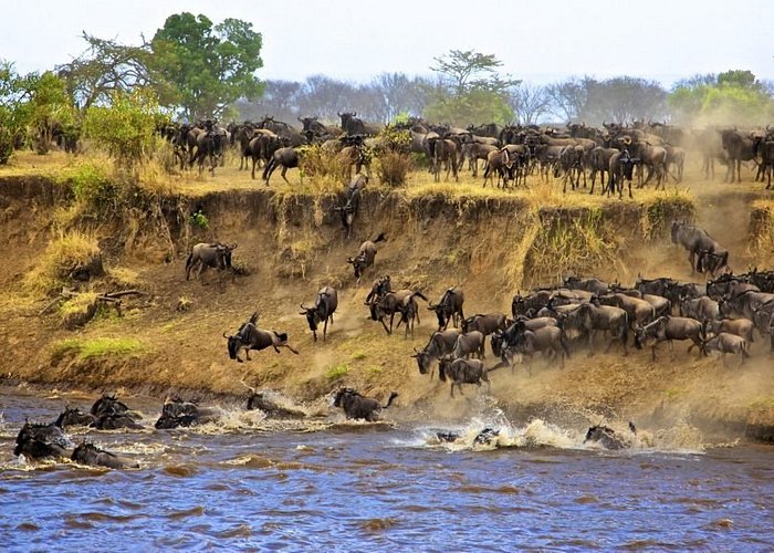 Serengeti Wildebeest migration