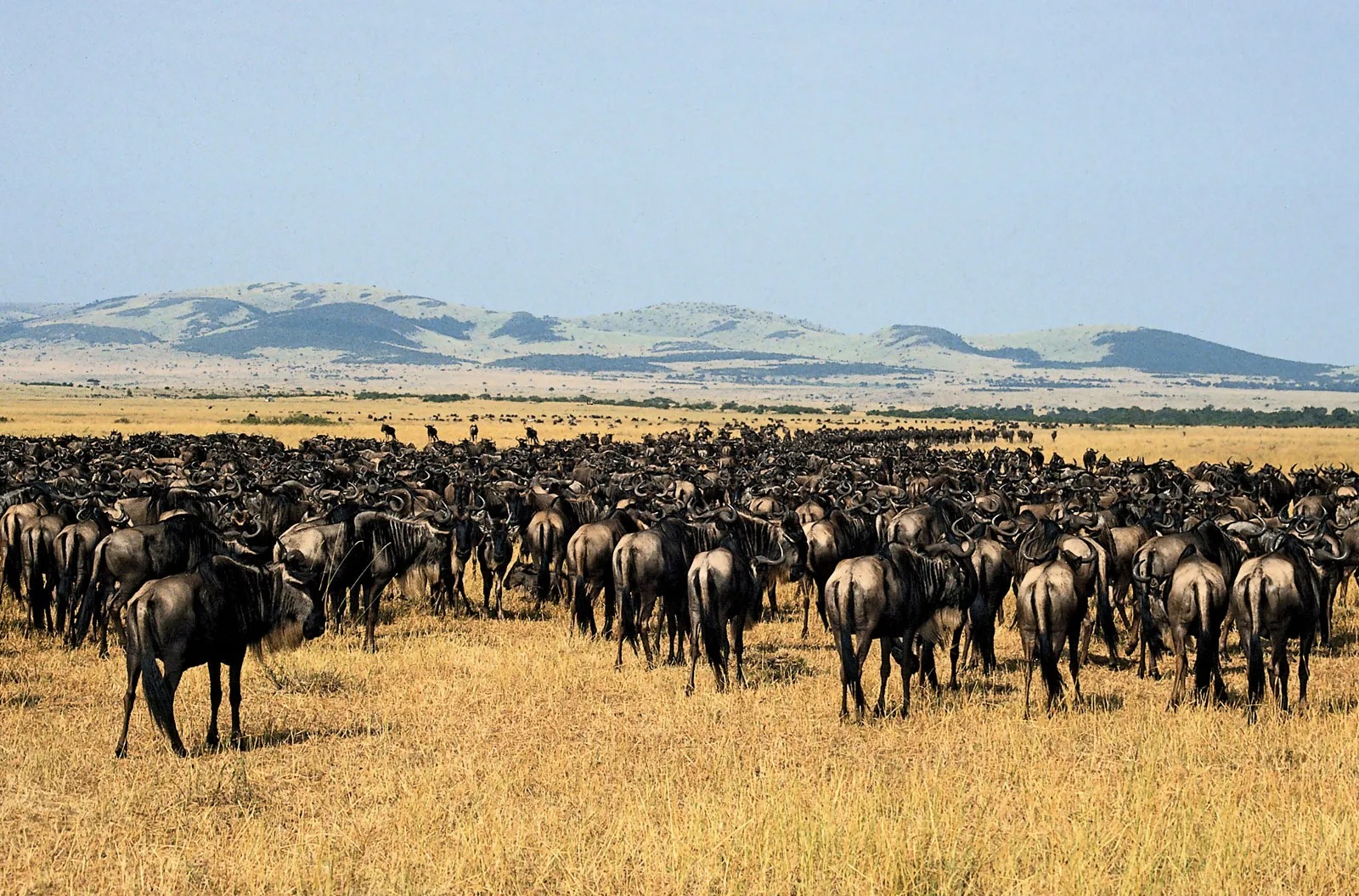 Great Wildebeest Migration