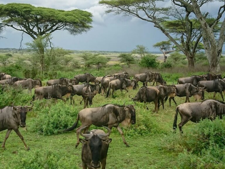 Serengeti Wildebeest Migration