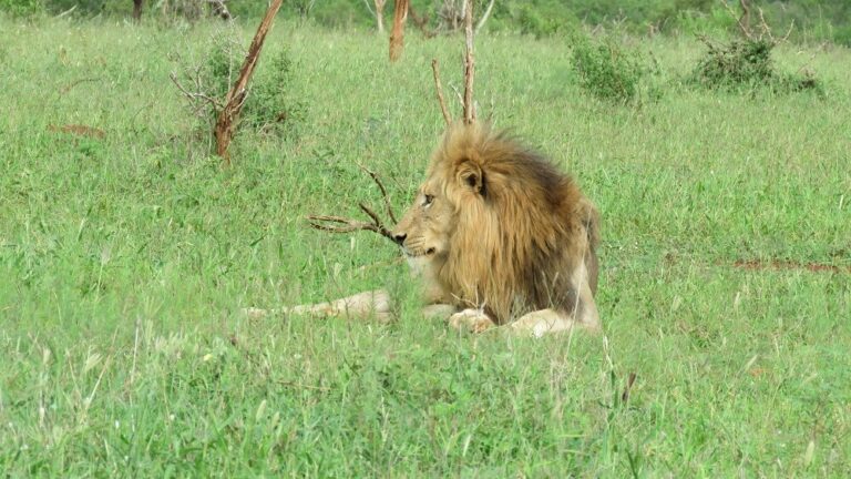 Tanzania Wildlife Safari