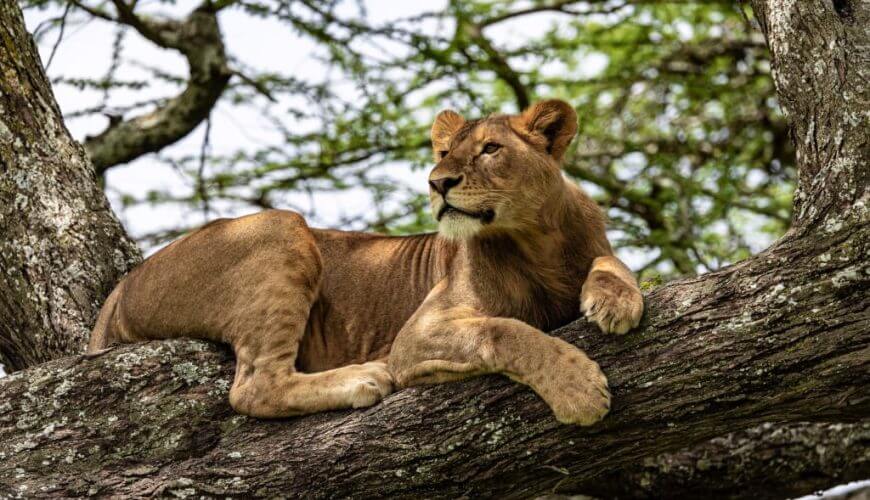 Best Time to Go on a Tanzania Safari