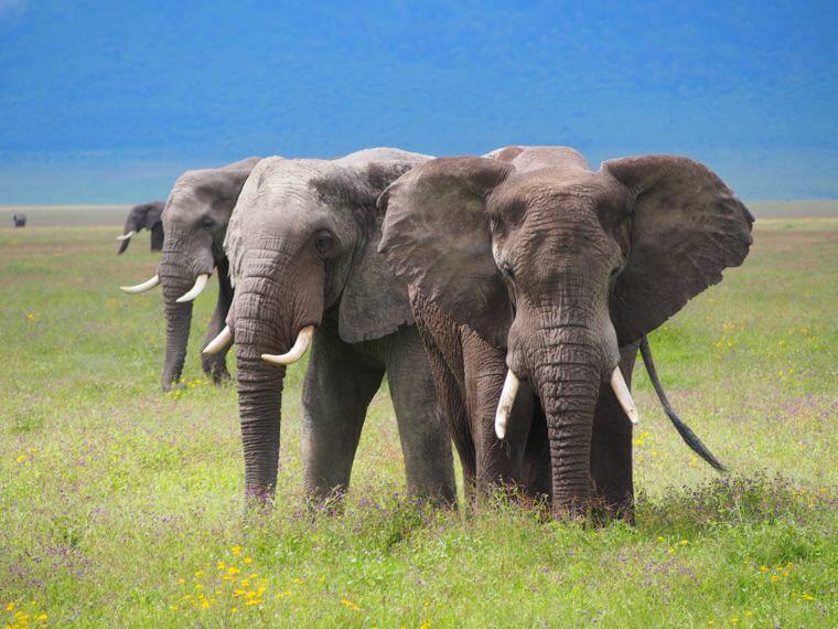 Ngorongoro Crater