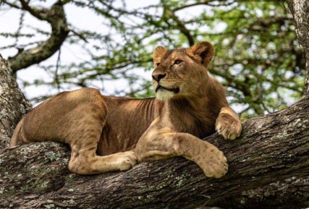 Best Time to Go on a Tanzania Safari