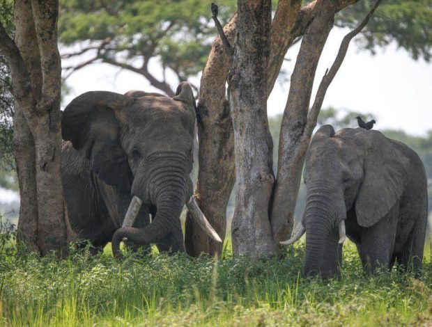 Elephants in Tarangire National Park