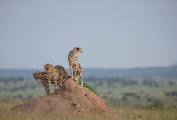 Top National Parks to Visit for a Tanzania Safari